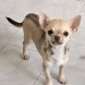 Anteprima dell'annuncio Chihuahua femmina