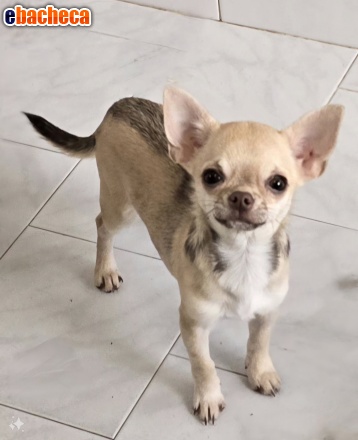 Anteprima Chihuahua femmina