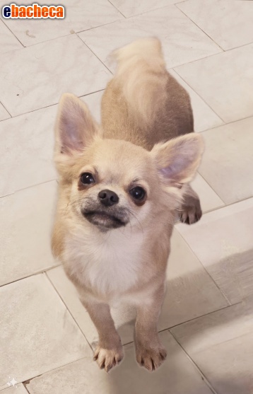 Anteprima Chihuahua maschio a pelo
