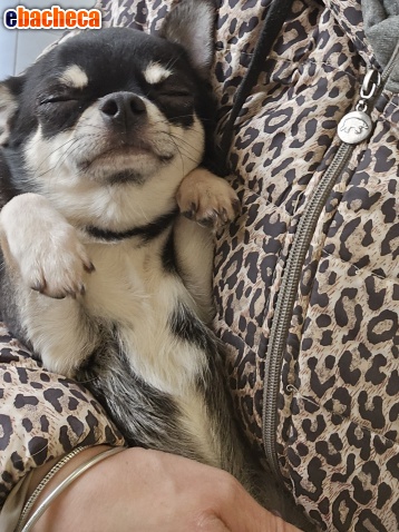 Anteprima Chihuahua maschio