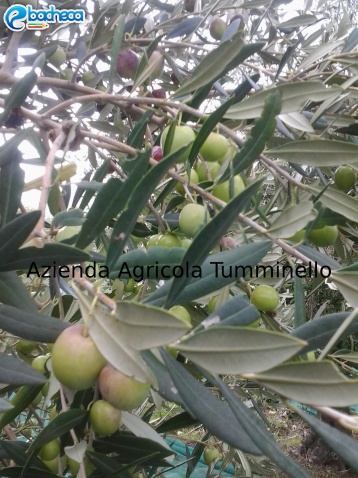 Anteprima Olio Extravergine d oliva
