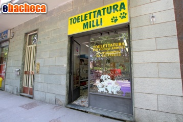 Anteprima Commerciale Torino