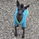 Anteprima dell'annuncio Xoloitzcuintle cane nudo