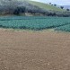 Miniatura Terreno Agricolo a Alba… 4