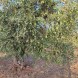 Miniatura Olio di olive Evo 3