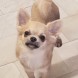 Anteprima dell'annuncio Chihuahua maschio a pelo