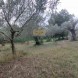 Miniatura Terreno Agricolo a Giano… 2