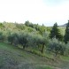Agricolo a Calenzano
