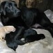 Annuncio Cuccioli Labrador