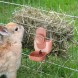 Miniatura Rastrello per Conigli 3