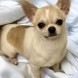Anteprima dell'annuncio Chihuahua maschio