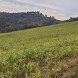Miniatura Perugia terreno agricolo… 2